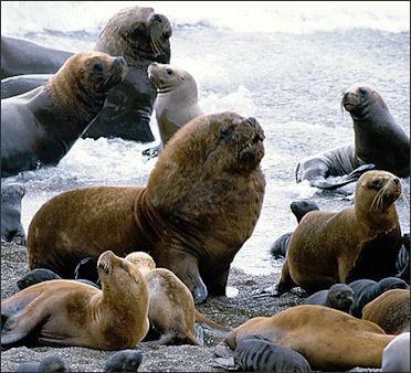 SEALS AND SEA LIONS | Facts and Details