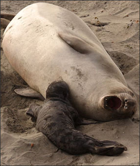 20120523-Elephant_sealsFemale_northern_elephant_seal_with_pup.jpg