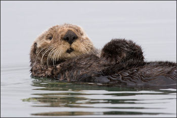 20120523-Sea-otter-morro-bay_13.jpg