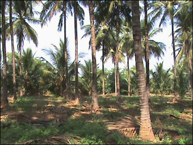 20120525-Coconut-farm.jpg