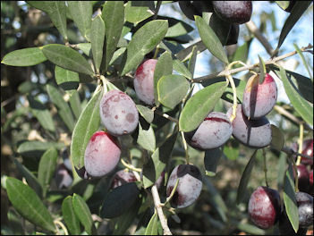 20120525-Olives_on_tree.jpg