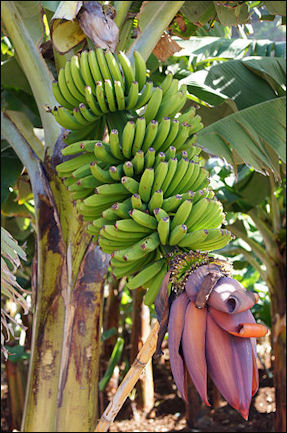 20120525-bananas_Madeira_331_Jardim_do_Mar.jpg