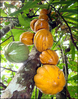 20120526-Cacao-fruits.jpg