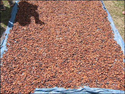 20120526-Cacao_Dominica_cocoa4.JPG