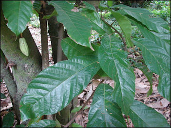 20120526-Cocoa_tree_leaves.jpg