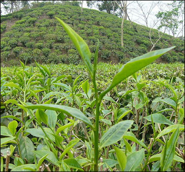 20120526-Two_Leaf_and_a_Bud_Tea_Garden_Srimongol_Sylhet_Bangladesh.JPG