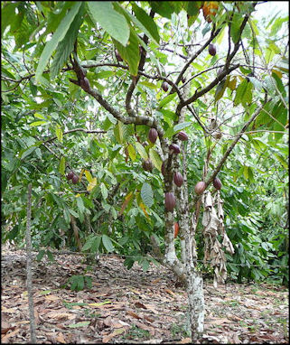 20120526-cacao_tree.jpg