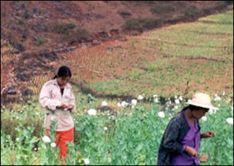 20120528-Opium_harvesters2.jpg
