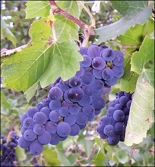 20120528-wineDark_wine_grapes.jpg