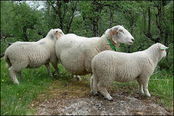 SHEEP: THEIR HISTORY, CHARACTERISTICS AND DOLLY | Facts and Details