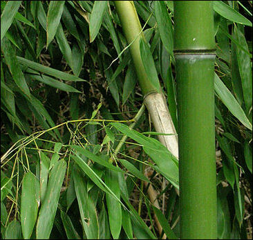 20120601-450px-Bamboo_DSCN2465.jpg