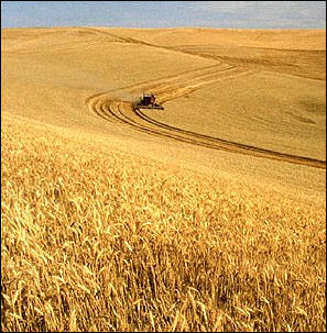 20120601-Wheat_harvest.jpg