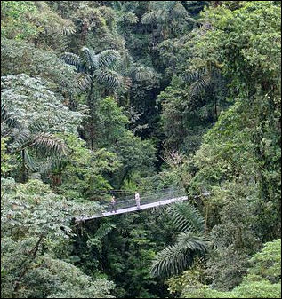 20120601-canopy_level_of_a_rainforest.jpg