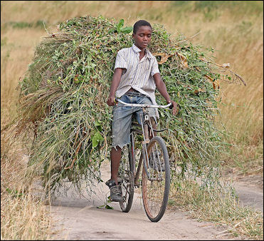 20120604-African_boy_transporting_fodder_by_bicycle_edit.jpg
