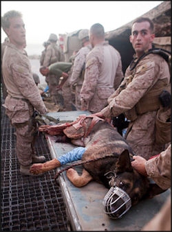 20120713-injured_bomb-tracking_dog_.jpg
